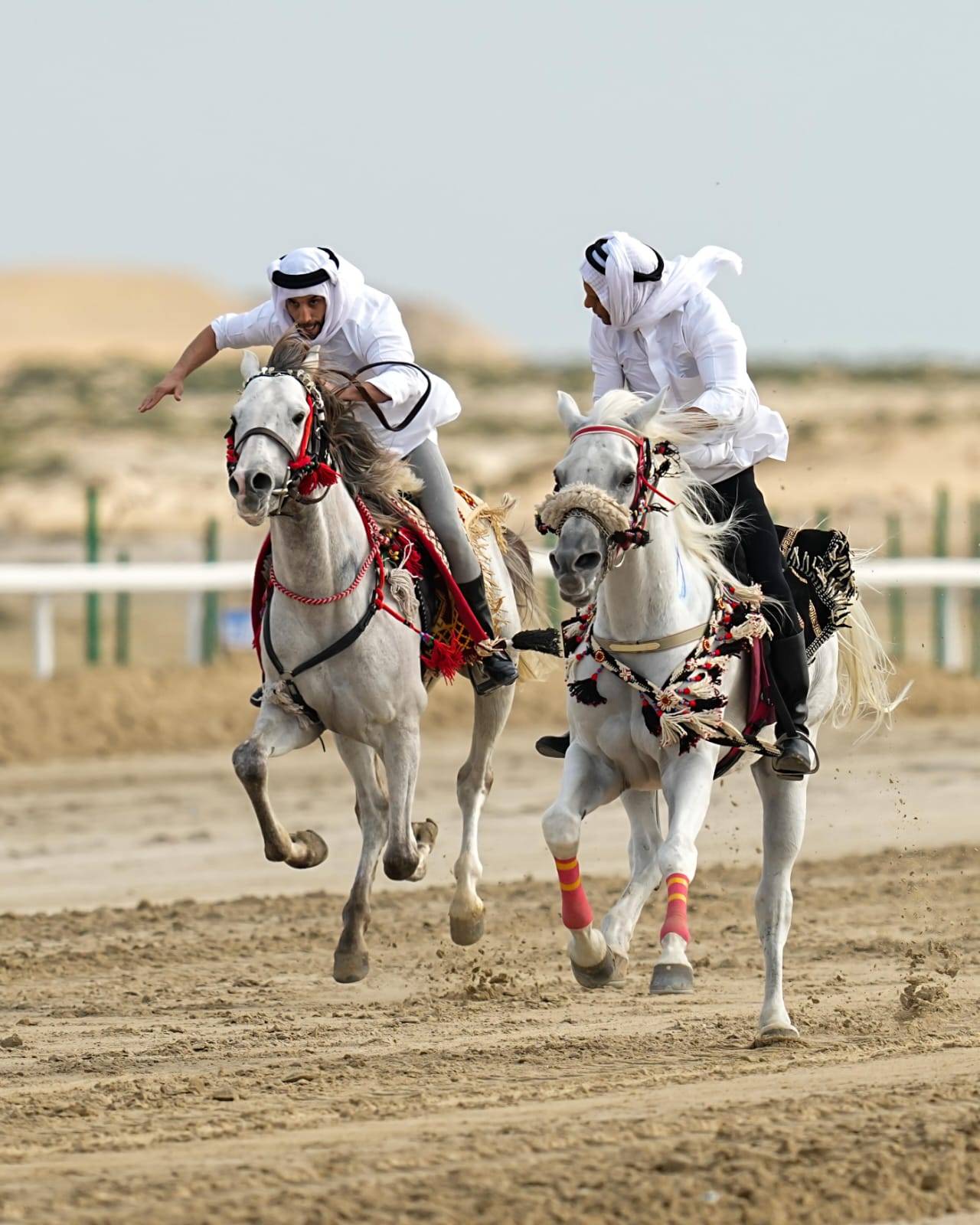 ختام مثير للشوط النهائي لسباق الخيل العربية التراثي ضمن موسم ناصر بن حمد للصقور والصيد