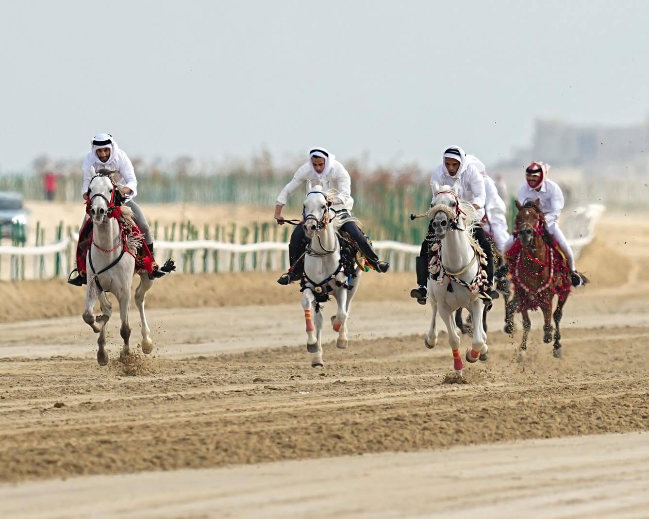 ختام مثير للشوط النهائي لسباق الخيل العربية التراثي ضمن موسم ناصر بن حمد للصقور والصيد