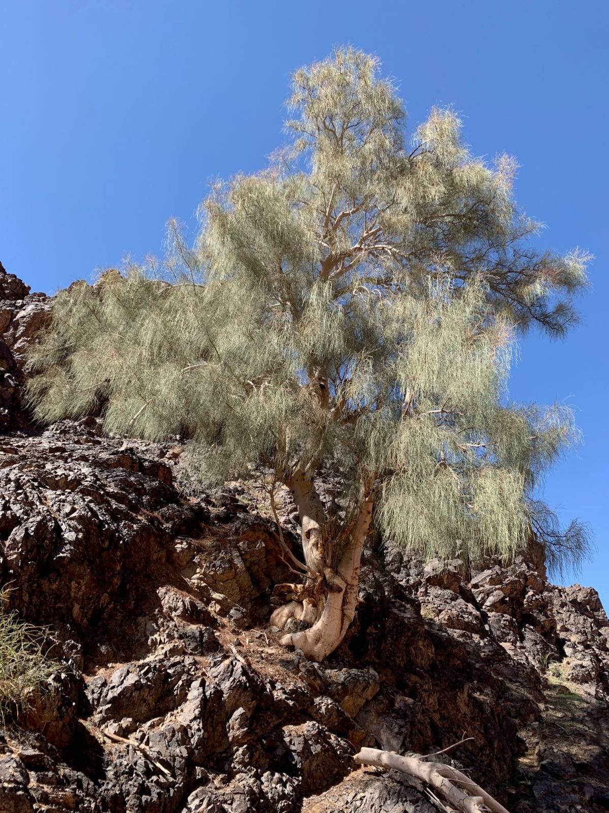 سلسلة توريد شركة بان العلا للتجارة توسِّع نطاق حضورها عالمياً