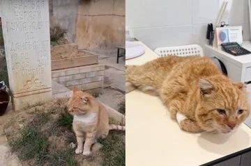 قط روسي يودع الحياة بعد 7 سنوات من المكوث عند قبر صاحبه (فيديو)