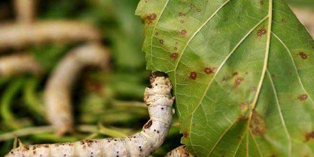 نصائح وإرشادات فعالة لحديقة منزلية خالية من الحشرات الضارة