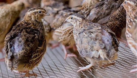 قيمة غذائية عالية لطائر السمان.. يحسن البشرة ويدعم الصحة الإنجابية