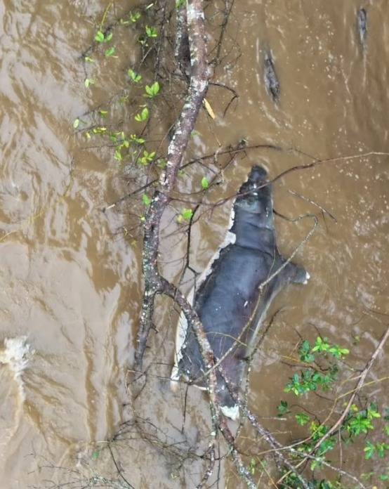 الجمرة الخبيثة تقتل أكثر من 50 فرس نهر في الكونغو (صور)