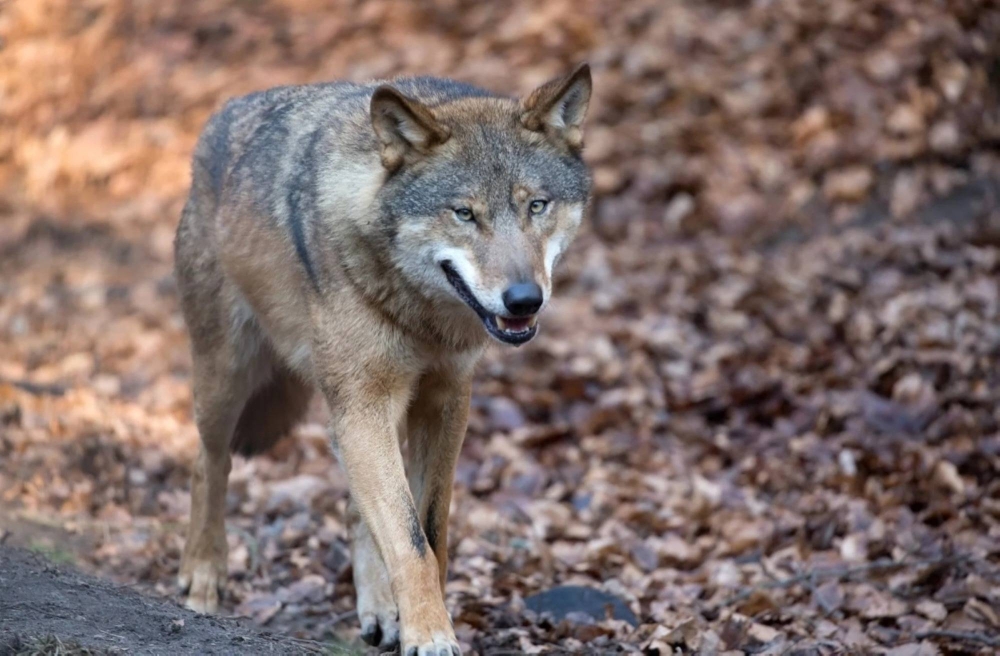 &laquo;الحياة الفطرية&raquo; في السعودية تؤكد: جراء الذئاب الرهيبة المعلن عن ولادتها مجرد ذئاب رمادية معدلة وراثيًا