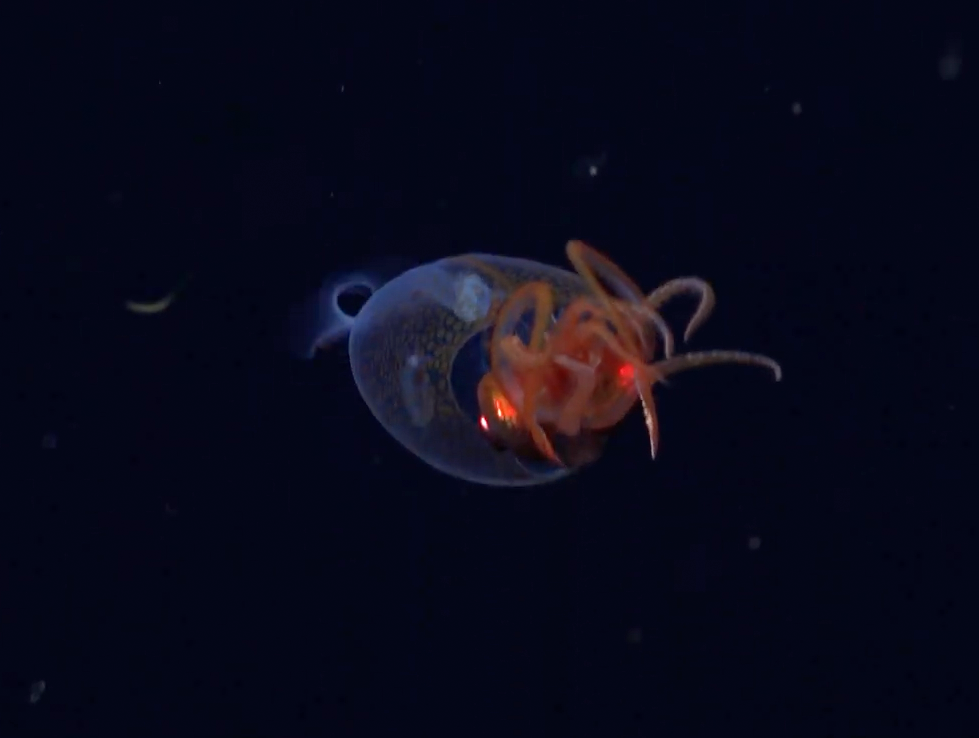 أول ظهور حي لحبار زجاجي في بيئته الطبيعية على عمق 600 متر