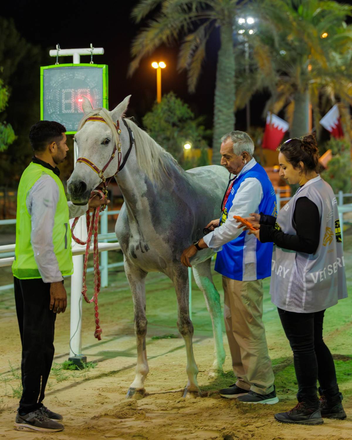 إسدال الستار على بطولات سباقات القدرة للموسم 2024/2025