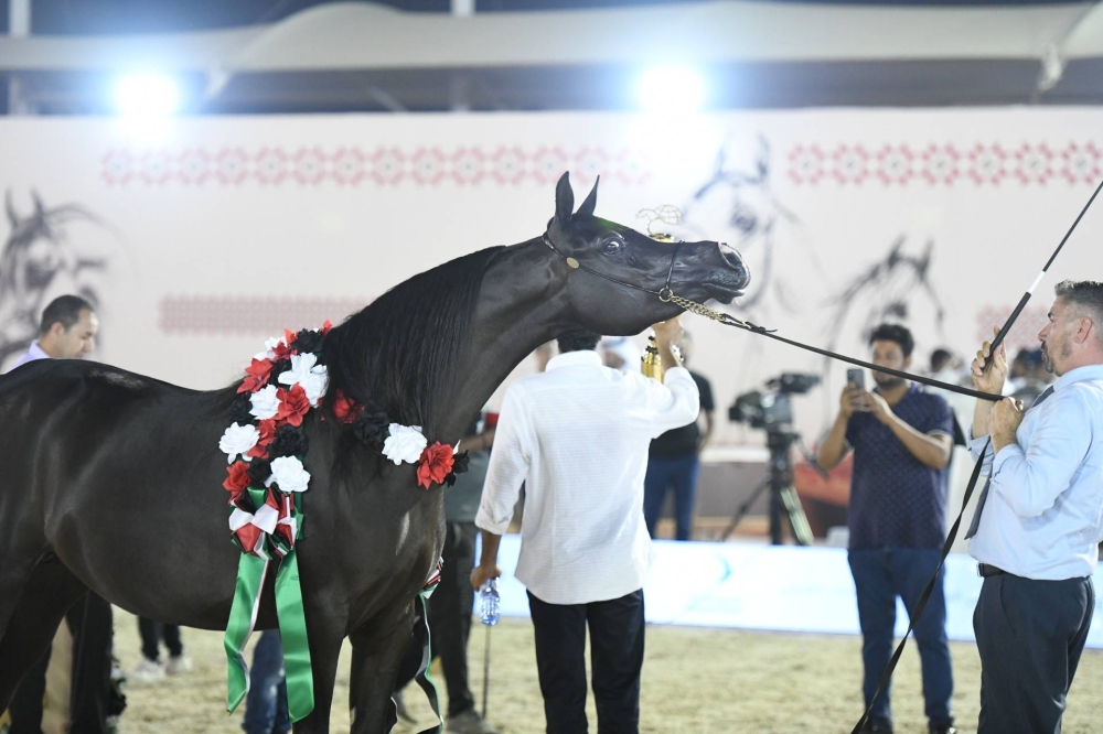 برعاية ناصر بن حمد.. انطلاق الجولة الثانية لبطولة كأس الإمارات العالمي لجمال الخيل العربية