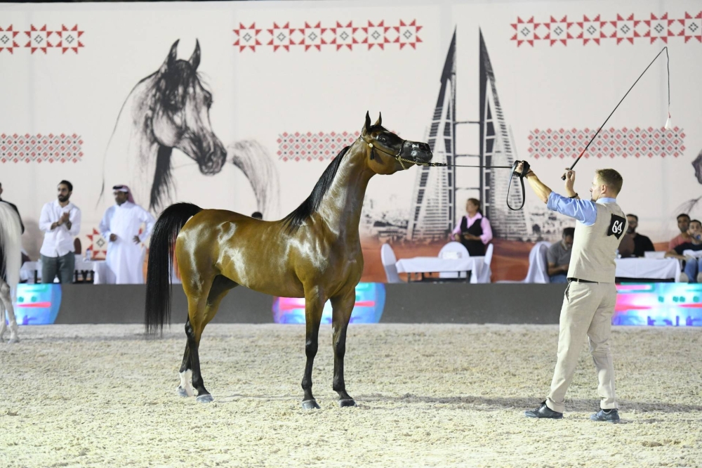 برعاية ناصر بن حمد.. انطلاق الجولة الثانية لبطولة كأس الإمارات العالمي لجمال الخيل العربية