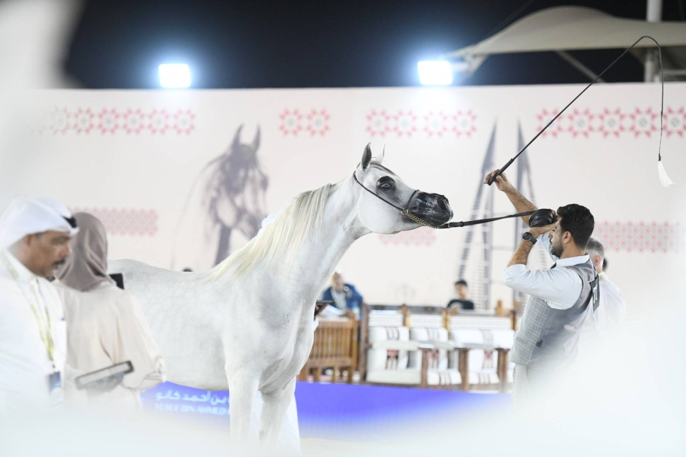 برعاية ناصر بن حمد.. انطلاق الجولة الثانية لبطولة كأس الإمارات العالمي لجمال الخيل العربية