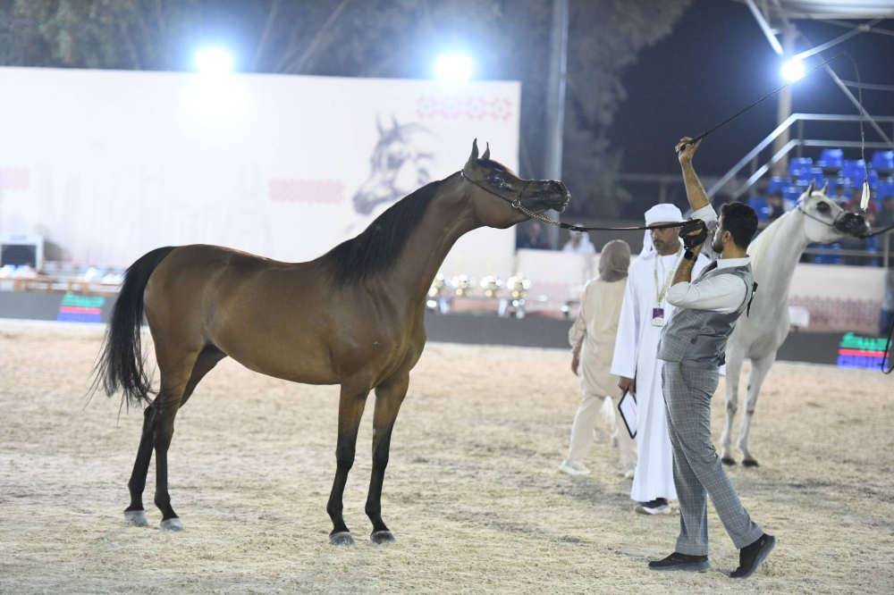 برعاية ناصر بن حمد.. انطلاق الجولة الثانية لبطولة كأس الإمارات العالمي لجمال الخيل العربية