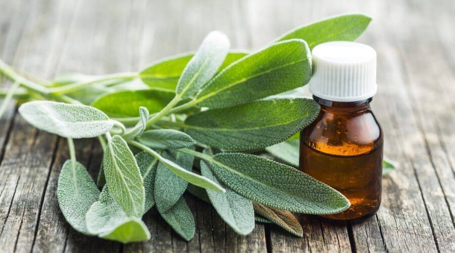 المرامية السحرية.. الحل الطبيعي لشعر كثيف ولامع دون مجهود