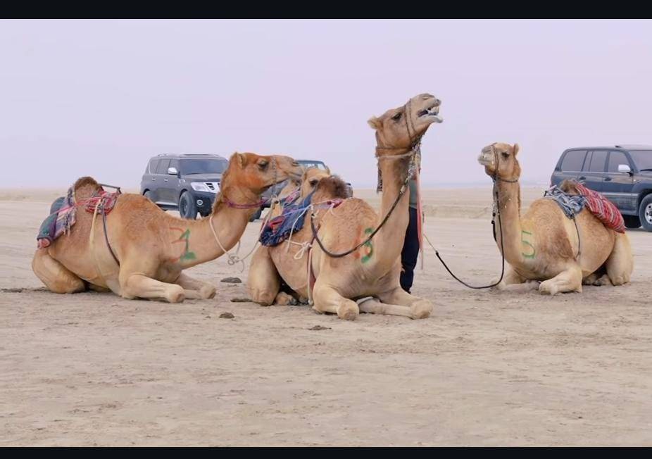 البحرين تشارك بأول بطولة آسيوية للهجن في أبوظبي