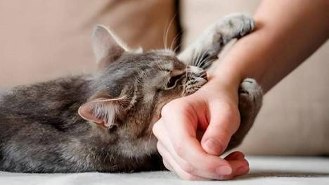 هذه الأعراض تستلزم فورًا زيارة الطبيب.. متى تكون خربشة القطط خطيرة؟