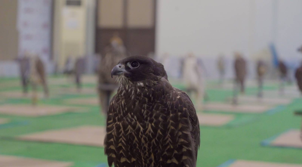 &laquo;الوطن&raquo; تلتقي بسلمان البلوشي أكبر تاجر صقور في البحرين