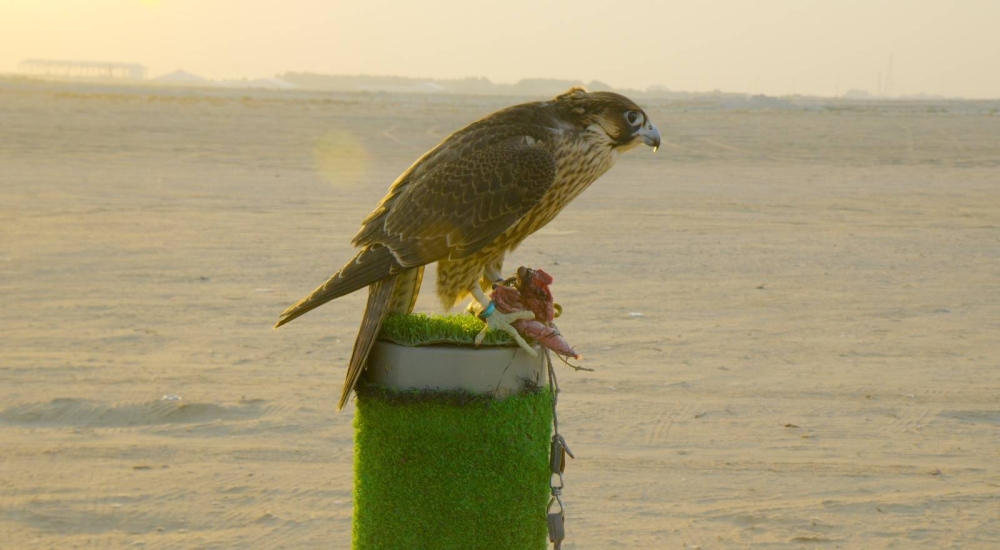 &laquo;الوطن&raquo; تلتقي بسلمان البلوشي أكبر تاجر صقور في البحرين
