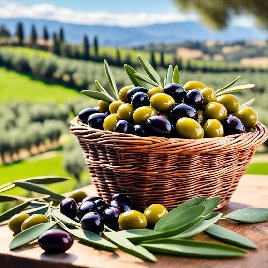 الزيتون.. كنز غذائي مفيد للجسم باستثناء هذه الفئات