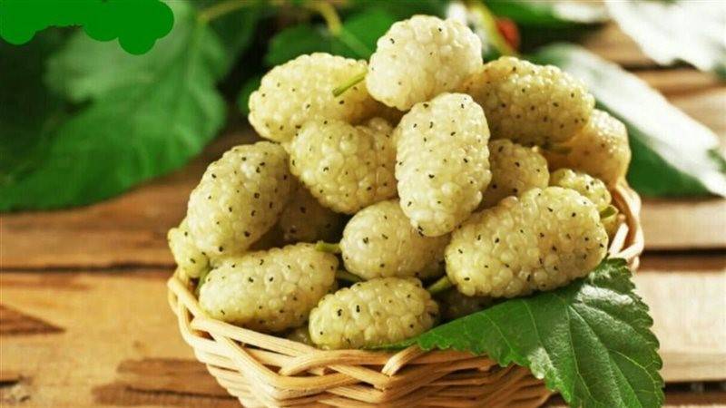 فاكهة التوت الأبيض.. كنز الفوائد الصحية