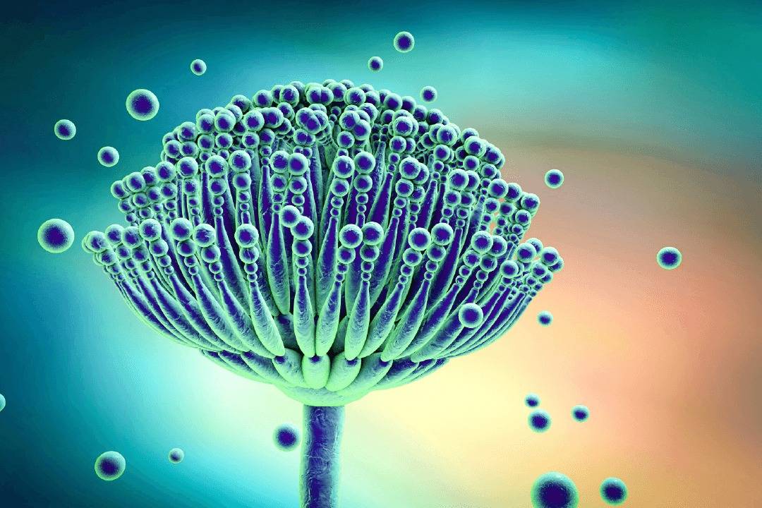 تحذير من انتشارها السريع.. فطريات قاتلة تأكل لحمك من الداخل