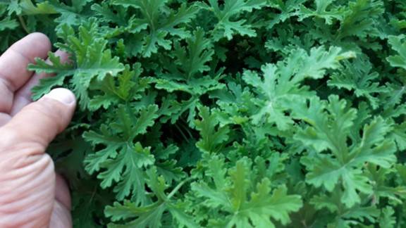 العتر.. فوائد صحية شاملة واستخدامات متعددة