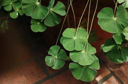 الجنكة بيلوبا.. سر الطبيعة القديم لتحسين الذاكرة وتنشيط الدورة الدموية