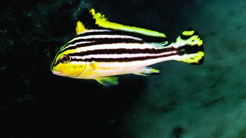 غواص إماراتي يوثق ظهور سمكة &laquo;الهلالي&raquo; في مياه الفجيرة