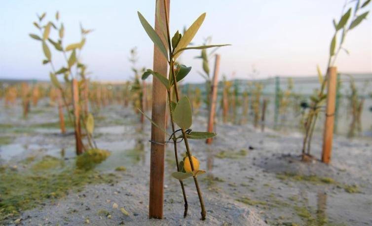 &laquo;الأعلى للبيئة&raquo;: مناقصة لتشغيل مشتل القرم برأس سند لإنتاج 52.5 ألف شتلة