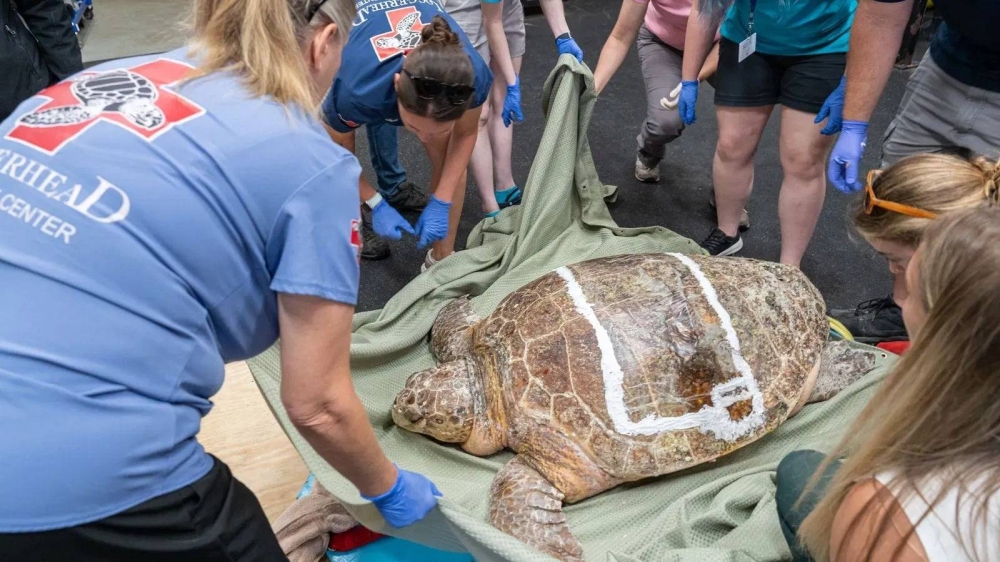 سلحفاة بحرية تنجو من إصابة مروعة بعد اصطدام قارب في فلوريدا (فيديو)
