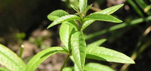 عشبة الحلفاء.. فوائد صحية متعددة واستخدامات تقليدية مميزة