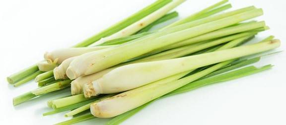 الحلفا بر.. عشبة طبيعية تدعم صحة الكلى والجسم