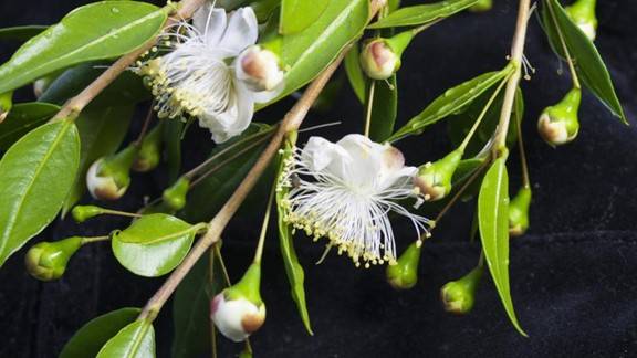 أبرزها جبر الكسور.. فوائد عشبة الآس للصحة العامة والشعر