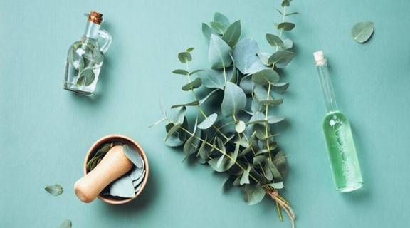 فوائد زيت الكالبتوس في تسكين آلام المفاصل والعضلات