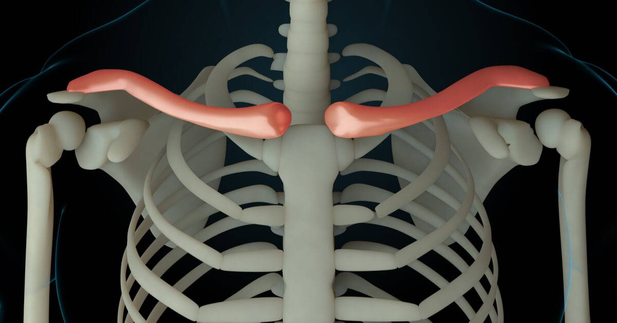 تربط الذراع بالصدر.. وظائف مهمة لعظمة الترقوة