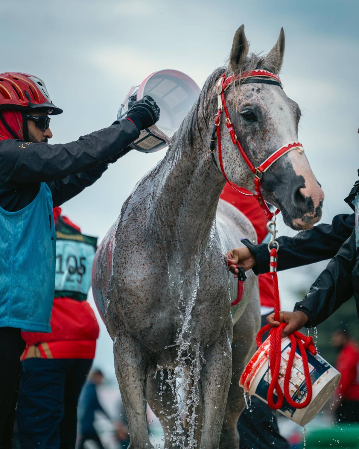 ناصر بن حمد يُشيد بفوز الفريق الملكي للقدرة بالمركز الأول في سباق فلورينس للقدرة في فرنسا