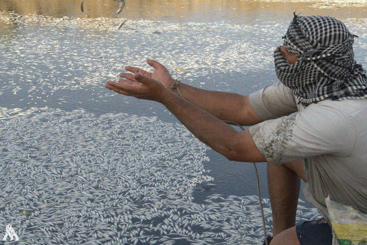 الغموض يكتنف نفوقا جماعيا للأسماك في النجف العراقية