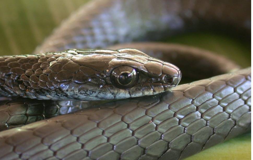 اكتشاف 4 ثعابين نادرة في بابوا غينيا الجديدة (صور)