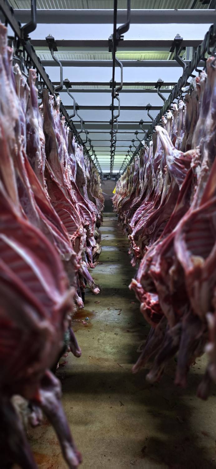 &laquo;التربية الإسلامية&raquo;: توزيع أضاحي العيد على  4 آلاف أسرة بوقت قياسي