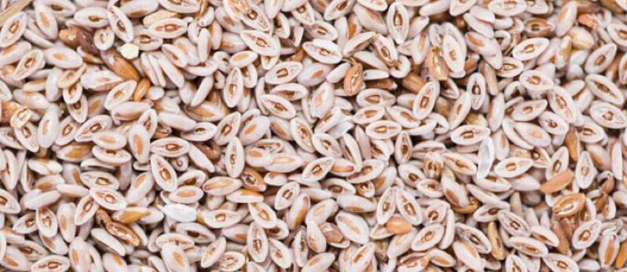 بذرة القاطونة.. كنز طبيعي للعناية بالجسم والشعر