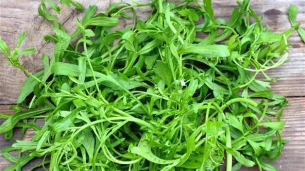 الرشاد.. نبتة علاجية متعددة الفوائد لصحة الجسم والجهاز التنفسي