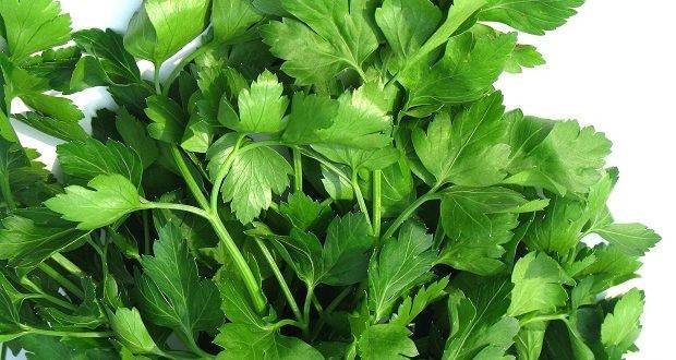 لماذا يجب تناوله يوميًا؟ البقدونس.. كنز الفوائد الصحية والعلاجية