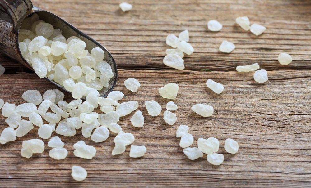 المستكة.. كنز طبيعي بين العلاج والطهي والصناعة