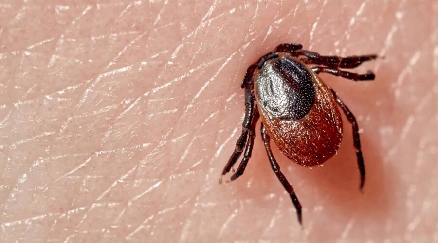 قرادة تقتل أمًّا لخمسة أطفال في تركيا