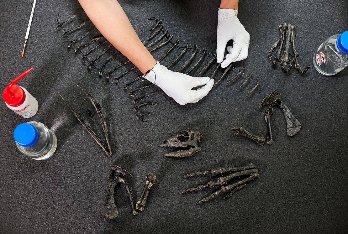 علماء يكتشفون سلالة جديدة من الديناصورات بحجم كلب