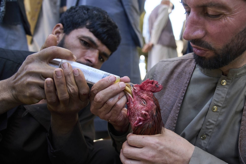 صور &laquo;لمصارعة الديوك&raquo; في العاصمة الأفغانية تكشف عن ازدهار هواية دموية في الخفاء