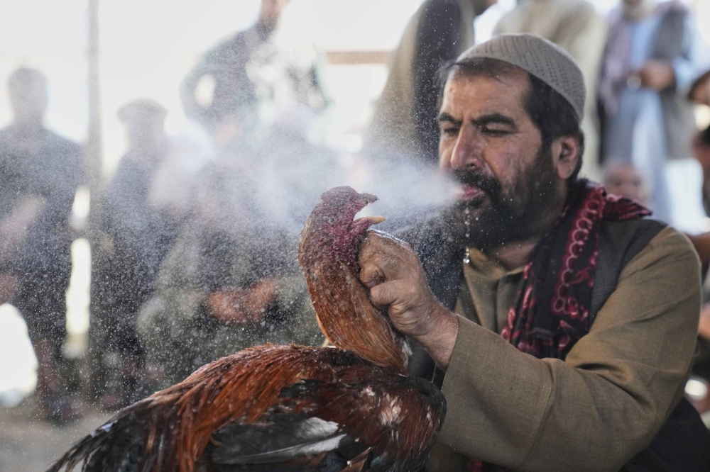 صور &laquo;لمصارعة الديوك&raquo; في العاصمة الأفغانية تكشف عن ازدهار هواية دموية في الخفاء