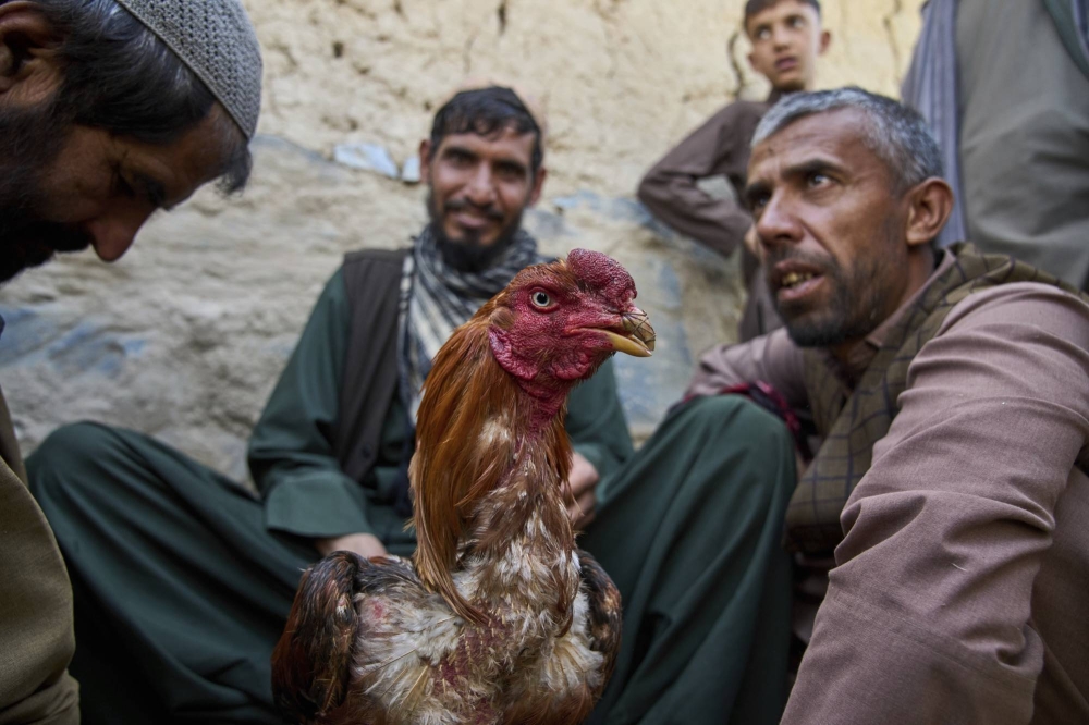 صور &laquo;لمصارعة الديوك&raquo; في العاصمة الأفغانية تكشف عن ازدهار هواية دموية في الخفاء