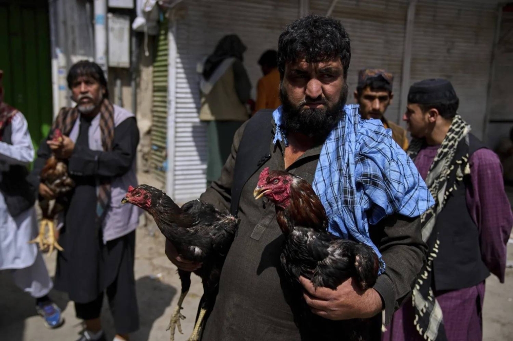 صور &laquo;لمصارعة الديوك&raquo; في العاصمة الأفغانية تكشف عن ازدهار هواية دموية في الخفاء