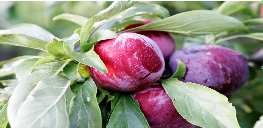 يمنع الإمساك وينظم حركة الأمعاء.. البرقوق كنز فيتامينات ومعادن