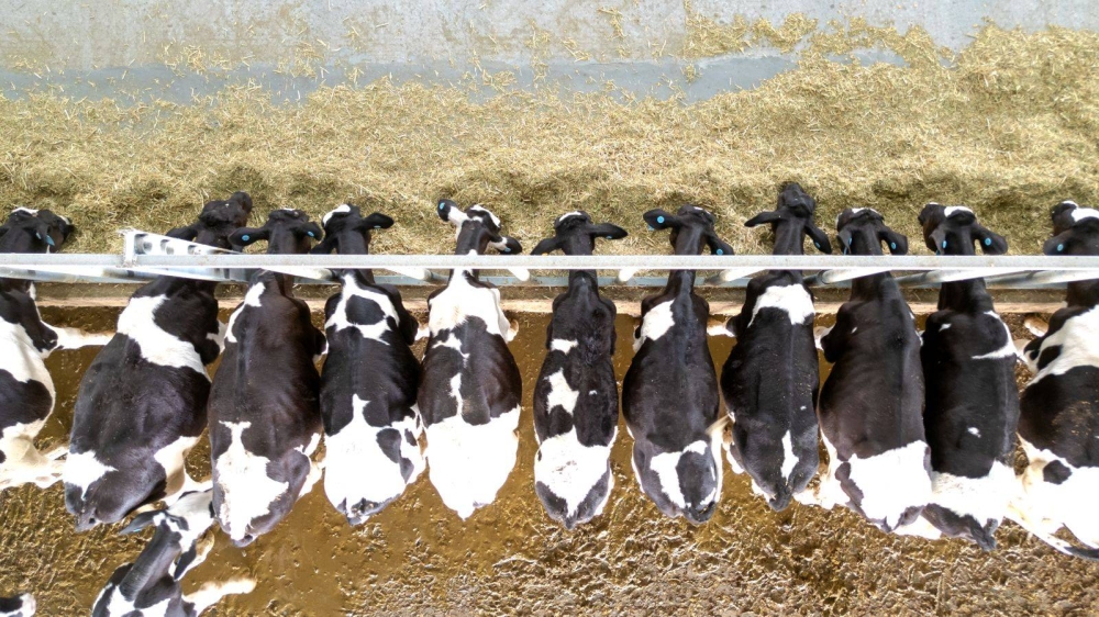 السعودية: &laquo;برنامج تطوير الثروة الحيوانية والسمكية&raquo; يعلن خططًا لرفع إنتاج حليب الأبقار