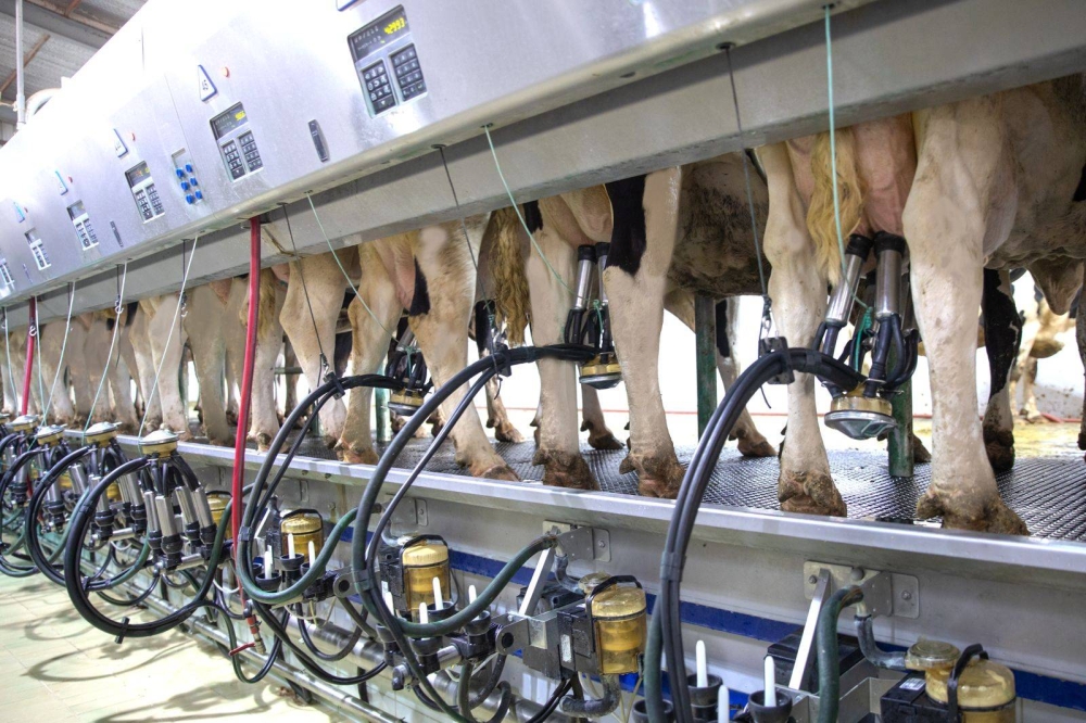 السعودية: &laquo;برنامج تطوير الثروة الحيوانية والسمكية&raquo; يعلن خططًا لرفع إنتاج حليب الأبقار