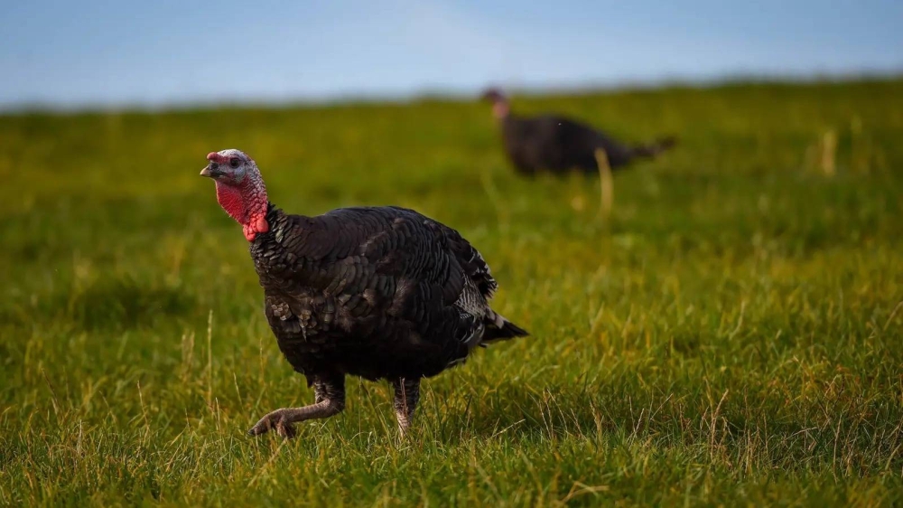 بطريقة جنونية.. ديك يهاجم رجلا أمام منزله (فيديو)